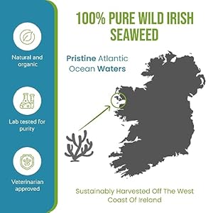 Caniclean seaweed for dogs teeth  dog tartar removal tool plaque remover and breath freshener  get plaque off dogs teeth naturally 14oz396g   cucciolini doodles