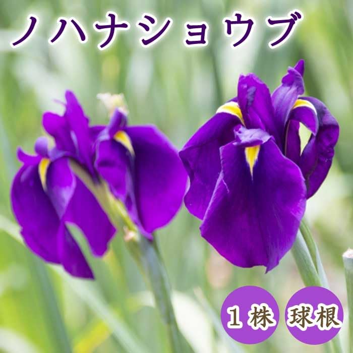 Amazon.co.jp: ノハナショウブ 野花菖蒲 球根 1株 冬植え 宿根草
