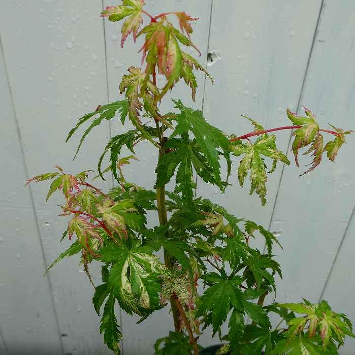 Amazon.co.jp: モミジ 鶴の舞 斑入り 5号鉢 もみじ 苗木 庭木