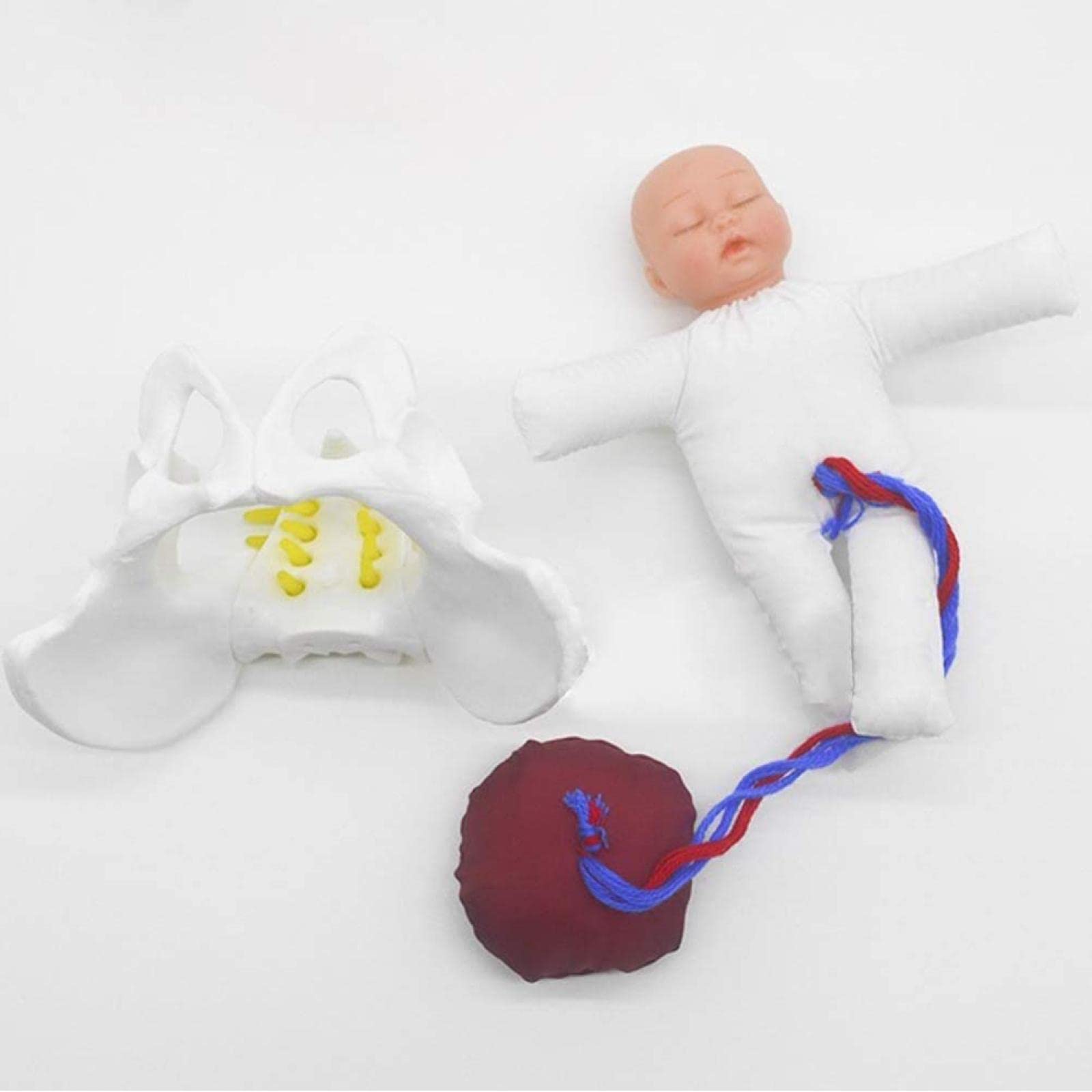 Modèle d'accouchement de fœtus avec placenta pour cours de médecine