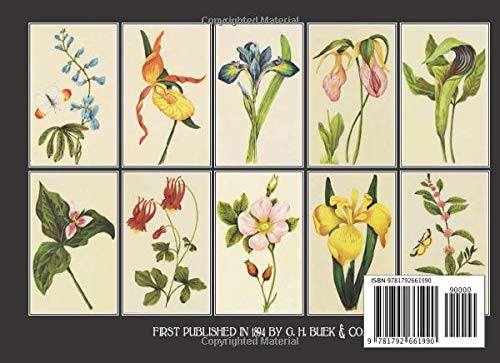 Wild Flowers of America: 144 Illustrations of Every Flower in the American Union (Volume)
