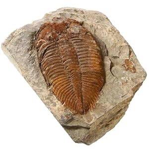 zonzxcv Trilobite Fossil Real ...
