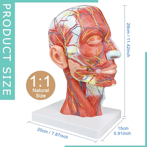 Image of Human Half Head Superficial Neurovascular Anatomical Model with Blood Vessels Detailed Muscle Structure and Colorful Manual for Medical Science Education Study or Teaching