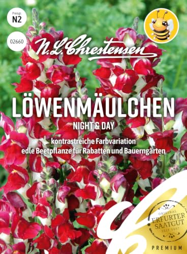 Löwenmäulchen Night & Day