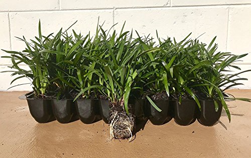 Super Blue Liriope Muscari - 10 Live Plants - Evergreen Ground Cover Grass #TOP1
