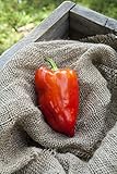 Feher Ozon Feherozon Hungarian Sweet Paprika Pepper Premium Seeds for Planting Packet + More