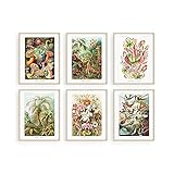 Haus and Hues Haeckel Posters & Vintage Botanical Prints - Set of 6 Vintage Plant Poster Wildflower...
