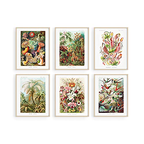 Haus and Hues Haeckel Posters & Vintage Botanical Prints - Set of 6 Vintage Plant Poster Wildflower Prints & Vintage Nature Prints | Flower Posters and Prints Botanical Print Set UNFRAMED (8"x10")