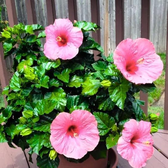 Image of Hibiscus Rosa-Sinensis Live Plant with Pot | Pink Gudhal Flowering Plant | Live Hibiscus Plant for Home Garden, Balcony & Terrace