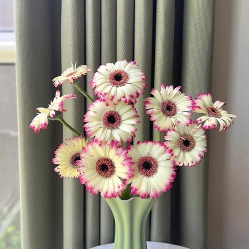 gerbera samen winterhart, saatgut, pflanzen für draußen schnittblumen, balkon pflanze blumensamen kaufen, pflanzen winterhart blumensamen mehrjährig, exotische pflanzen winterhart 500pcs gerbera samen winterhart, saatgut, pflanzen für draußen schnittblumen, balkon pflanze blumensamen kaufen, pflanzen winterhart blumensamen mehrjährig, exotische pflanzen winterhart 500pcs