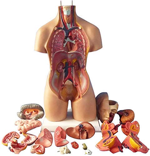 Amazon.co.jp: 人間の臓器モデル人間の臓器の4D解剖学的アセンブリ