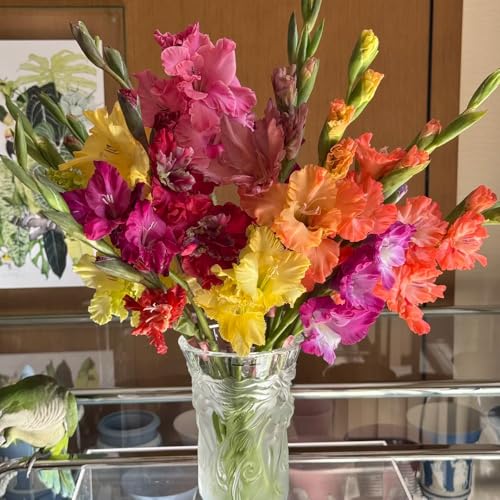 3bulbos Los de gladiolo son perennes y resistentes para lugares soleados, jardín de gladiolo macetero, primavera