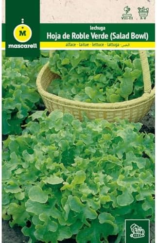 Mascarell Seeds, LETUGA, Vegetable Seeds, LETUGA GREEN OAK LETGUE...