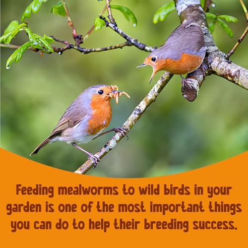 Chubby Mealworms (5 Litre), Dried Mealworms For Wild Birds, Protein Rich Dried Meal Worm High Energy for WildBirds, Reptiles, Gecko - Image 4