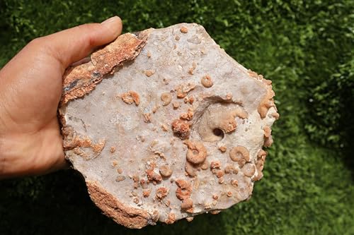 Ammonites & Gastropods Plate Cretaceous Fossils Fossils from Morocco Fossil Rock ammonites Fossil from Morocco A206