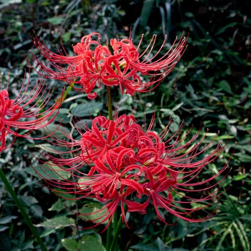 4 pz bulbo di fiore sanguigno - bulbi di giglio di ragno bulbi di aconiti invernali piccolo per le donne, bulbi a primaverile decorazione floreale fiori di primavera
