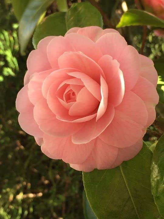 Wbonline Plants Camelia multicolour live plant (B0BPTF1SR1) Amazon Price History, Amazon Price Tracker