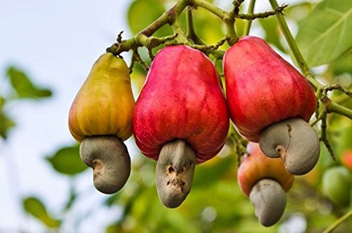 Creative Farmer Live Plant Cashew Nut Small Evergreen Tree Container Suitable Garden Plant(1 Healthy Live Plant)