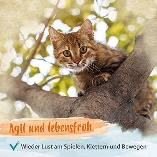 Ida Plus - 100% Grünlippmuschelpulver für Katzen - 100 g - Grünlippmuschel zur Unterstützung der Gelenkfunktion - Vollfettqualität - ohne Zusätze - mit Glykosaminoglykanen, Omega 3, Calcium, Magnesium