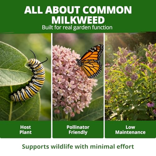 Image of HOME GROWN Common Milkweed Seeds, 150 Seeds, Asclepias syriaca