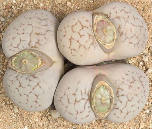 Dinteranthus Vanzylii - Succulente Online