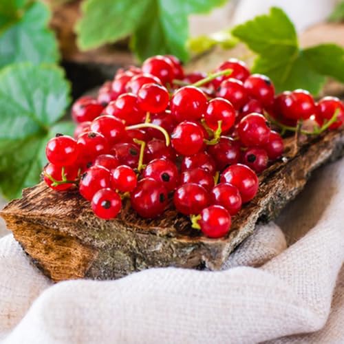 Semillas de grosella espinosa, resistentes semillas de grosella, de fresca exóticas 500pcs