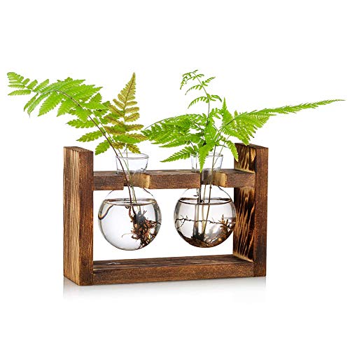 Station De Propagation 2 Pcs Ampoule Vase D'avocat Vase En Verre De Gland Pour Fleurs Terrarium Pot Planteur Avec Support De Support En Bois Pour Plantes D'eau...
