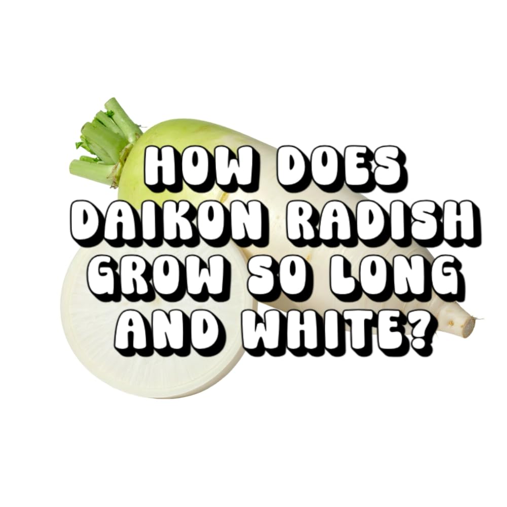 How Does Daikon Radish Grow So Long and White?