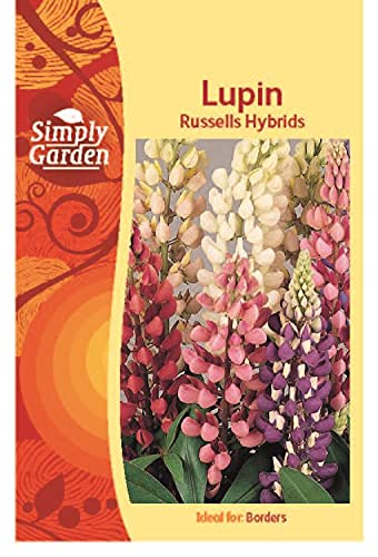 Lupin Russels Hybrid Seeds Grow Your Own Multicoloured Flowers