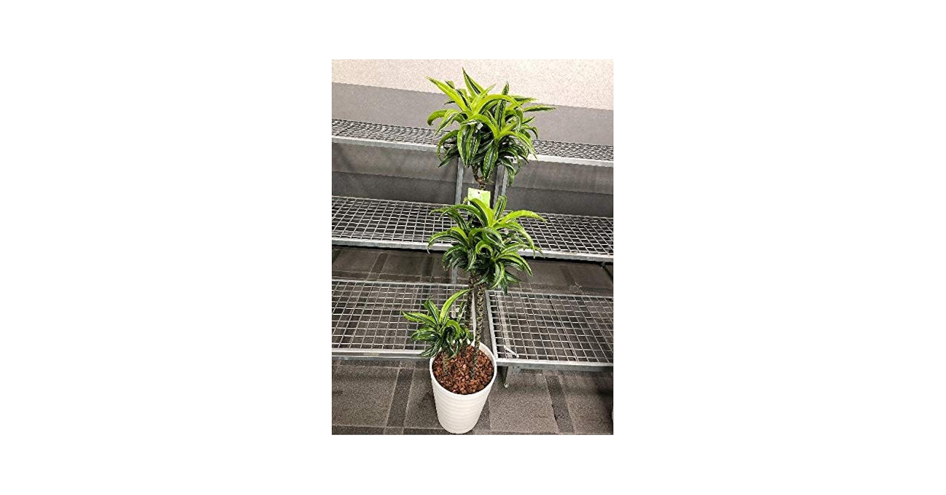Amazon.co.jp: プランツネット(Plants Net) 観葉植物 ドラセナ レモン