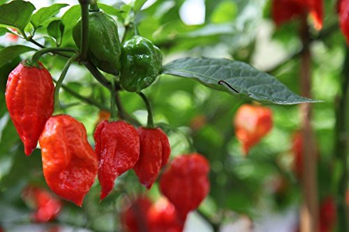 Arlo Vegetable Seeds Worlds Hottest Ghost Chili Pepper - RED KING BHUT JOLOKIA - Pack Of 20 seeds (B07G2GPF67) Amazon Price History, Amazon Price Tracker