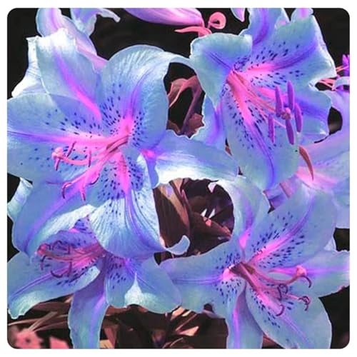 Giganti Giglio bulbi,Piante perenni,Giglio pianta vera,resistenti al freddo,Tagliare,Facile da curare(non artificiali)-2 Bulbi-D