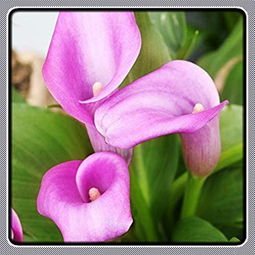 Nero decorazione del giardino paesaggistico Giglio Di Calla-2rizomi