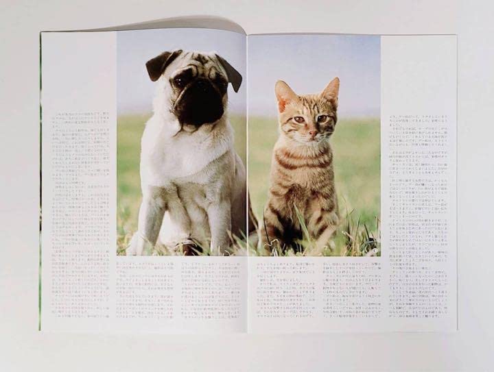 Amazon.co.jp: 1986年映画子猫物語パンフレット坂本龍一ムツゴロウ畑