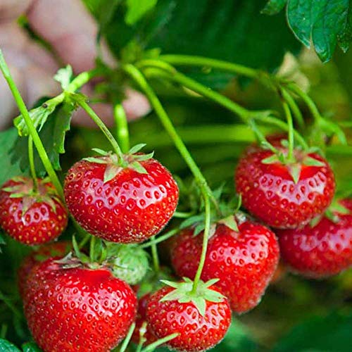 Strawberry 'Korona' Early Season Bare Root Garden Bush Fruit Plants (10 Plants)