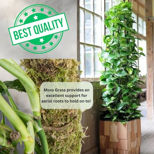 Image of IQNEX Plant Support Moss Stick- Green Grass Pole for Plants Support, Support Stick for Money Plant, Climbing Indoor Plants (Set-2, 5ft)
