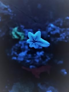 Marine Live Sea Stars Aquarium Cleanup Crew