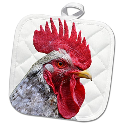 3dRose Portrait of Chicken, Animal Potholder, 8 x 8