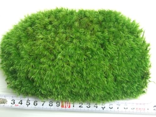 JWSPAR LTCY(22cm×14cm×4.5cm) No.740