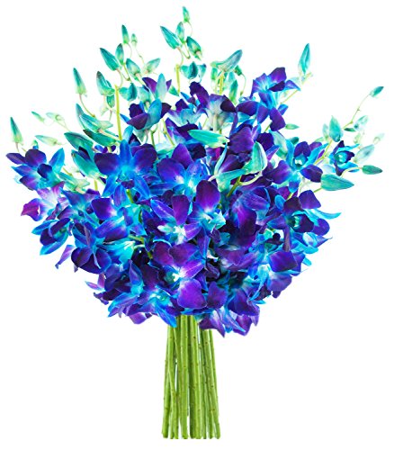 Image of KaBloom-20 Blue Orchid Bouquet,Flowers for Valentine, Mother's Day