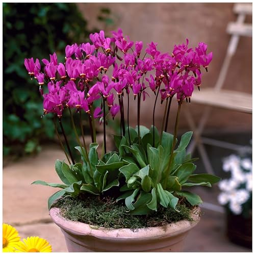 Stauden Gänge 1 x Dodecatheon meadia (Stauden/Staude/Mehrjährig/Winterhart) Götterblume/Sternschnuppenblume - Himmlische Blüten die den Garten verzaubern - Seltenheit/Rarität