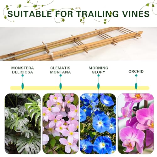 Save 20% on a 3-Pack of Natural Bamboo Plant Trellises - Image 5