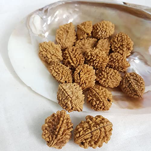 Image of Vado Certified 2 Mukhi Rudraksha with Authentic Lab Certificate Genuine oval shape Indian Natural Beads (2 Mukhi)