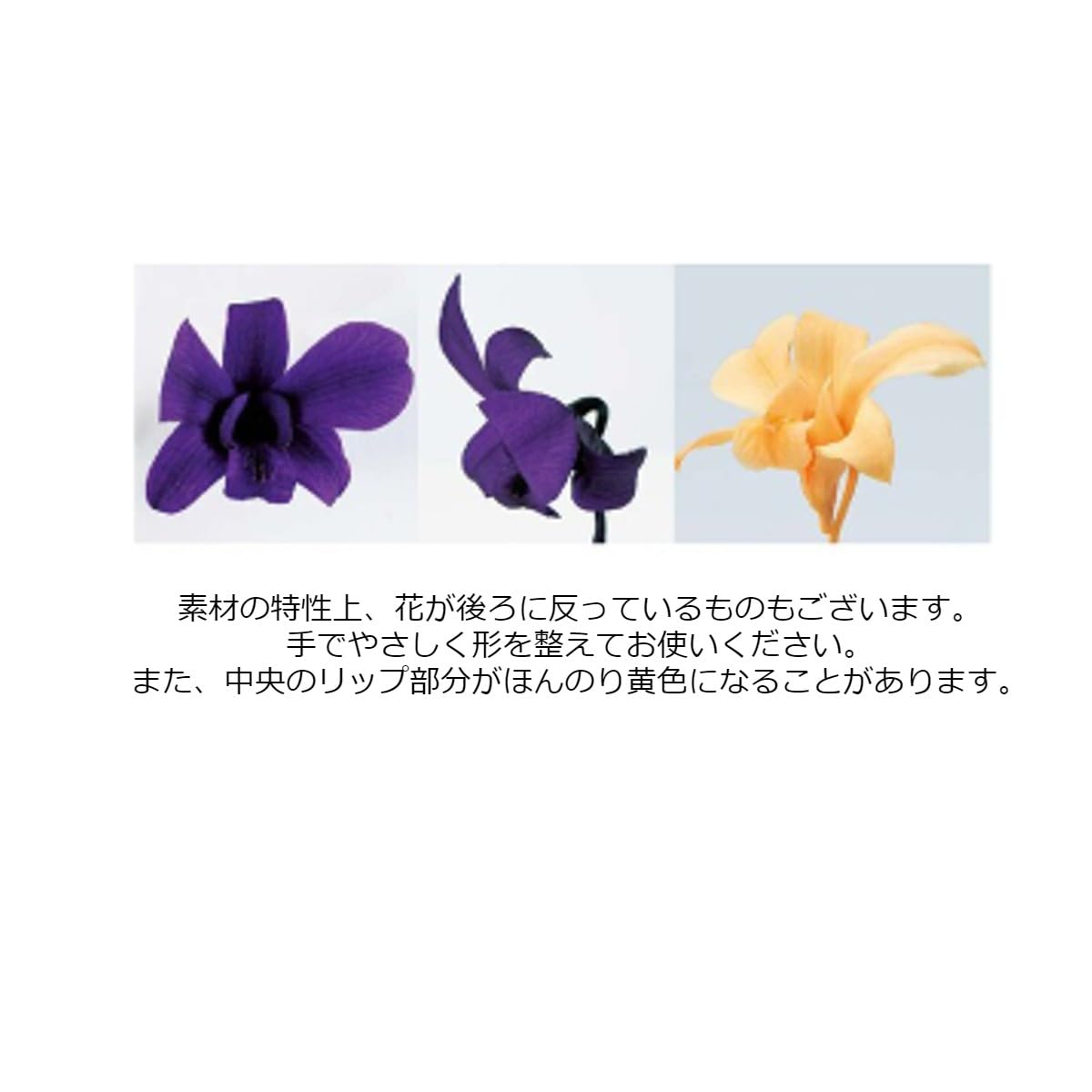 Amazon | 大地農園！ プリザーブドフラワー 「デンファレ ピュア 
