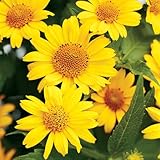 TomorrowSeeds - Ox-Eye Sunflower Seeds - 1000+ Count - For 2026 Planting Prairie Sunflower Perennial Wildflower Drought Tolerant Deer Resistant Tall Yellow Flower Grow Your Own Home Farm Patio Healthy