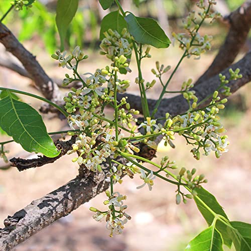 Neem Tree Seeds 30 Bonsai Tree Seeds Kamerplanten Neem Tree Plant Verhoogde bedden voor tuin Bonsai Pot Winterharde planten voor tuin Balkonplanten - Afbeelding 3