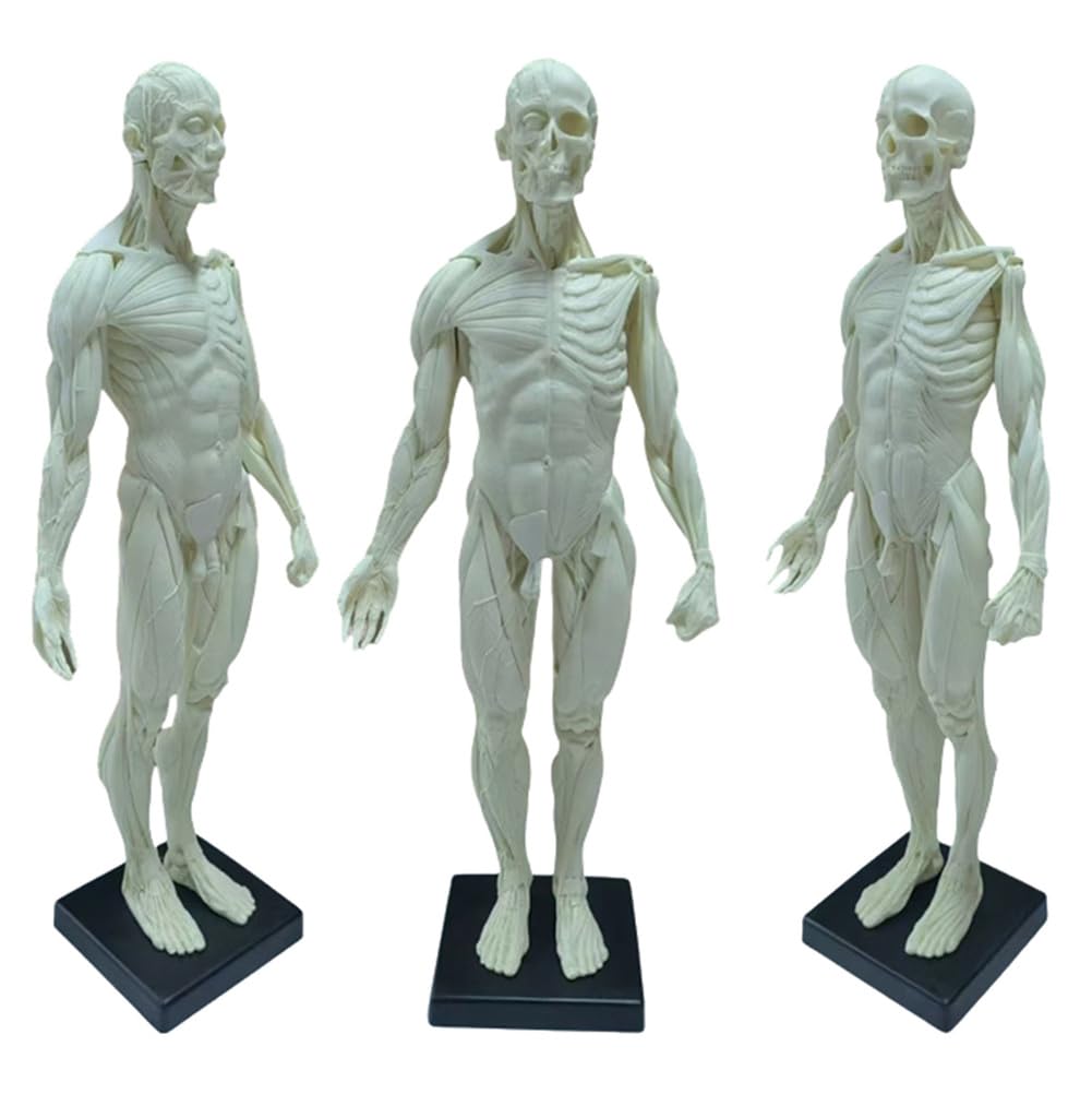 Modèle Anatomique Humain musculosquelettique de 60 cm, Mannequin Masculin pour Dessin Anatomique