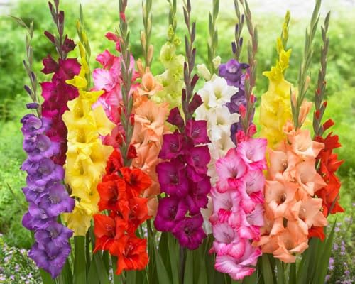 50 Gladiolus Bulbs, Mixed Colors - Sword Lily, Easy to Grow Perennial Garden or Container Flowers