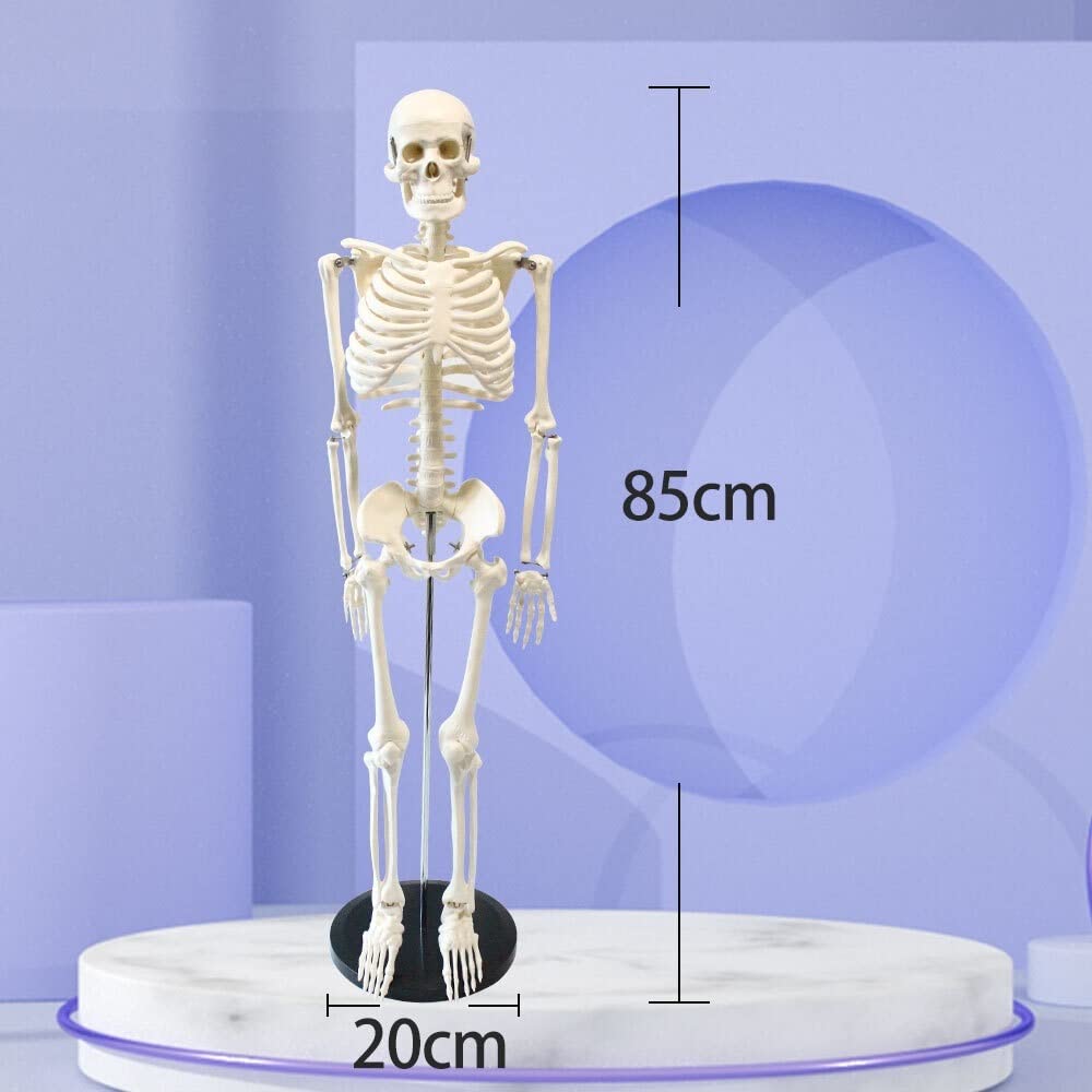 Model szkieletu dla ludzkiego 85 cm czysty biały PVC. Materiał pionowy z metalowym wsparcia pomocy nauczania medycznego dla studentów