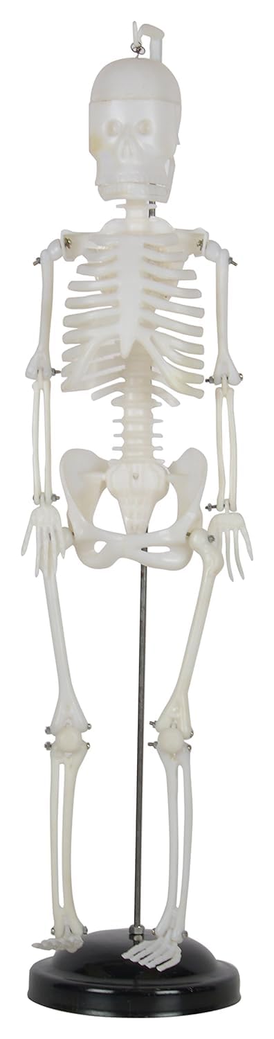 Human Articulated Skeleton 2.5 Ft. [30 Inch] long on Metal stand Export Qua. [White] (B0CLJC3FTT) Amazon Price History, Amazon Price Tracker